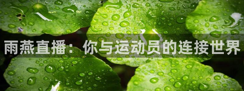 833篮球直播在线直播：雨燕直播：你与运动员的连接世界