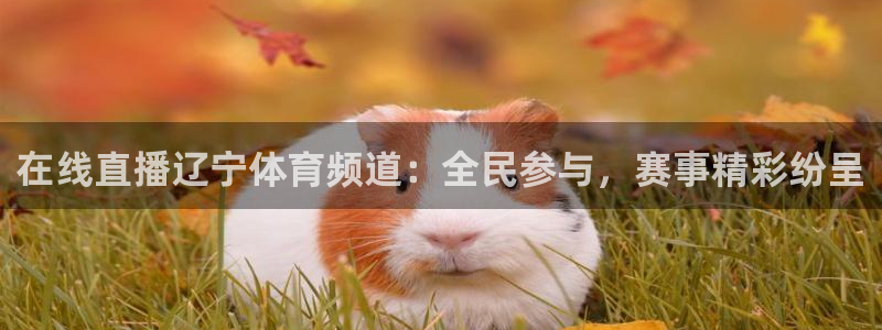 833直播篮球比赛在线观看：在线直播辽宁体育频道：全民参与，赛事精彩纷呈